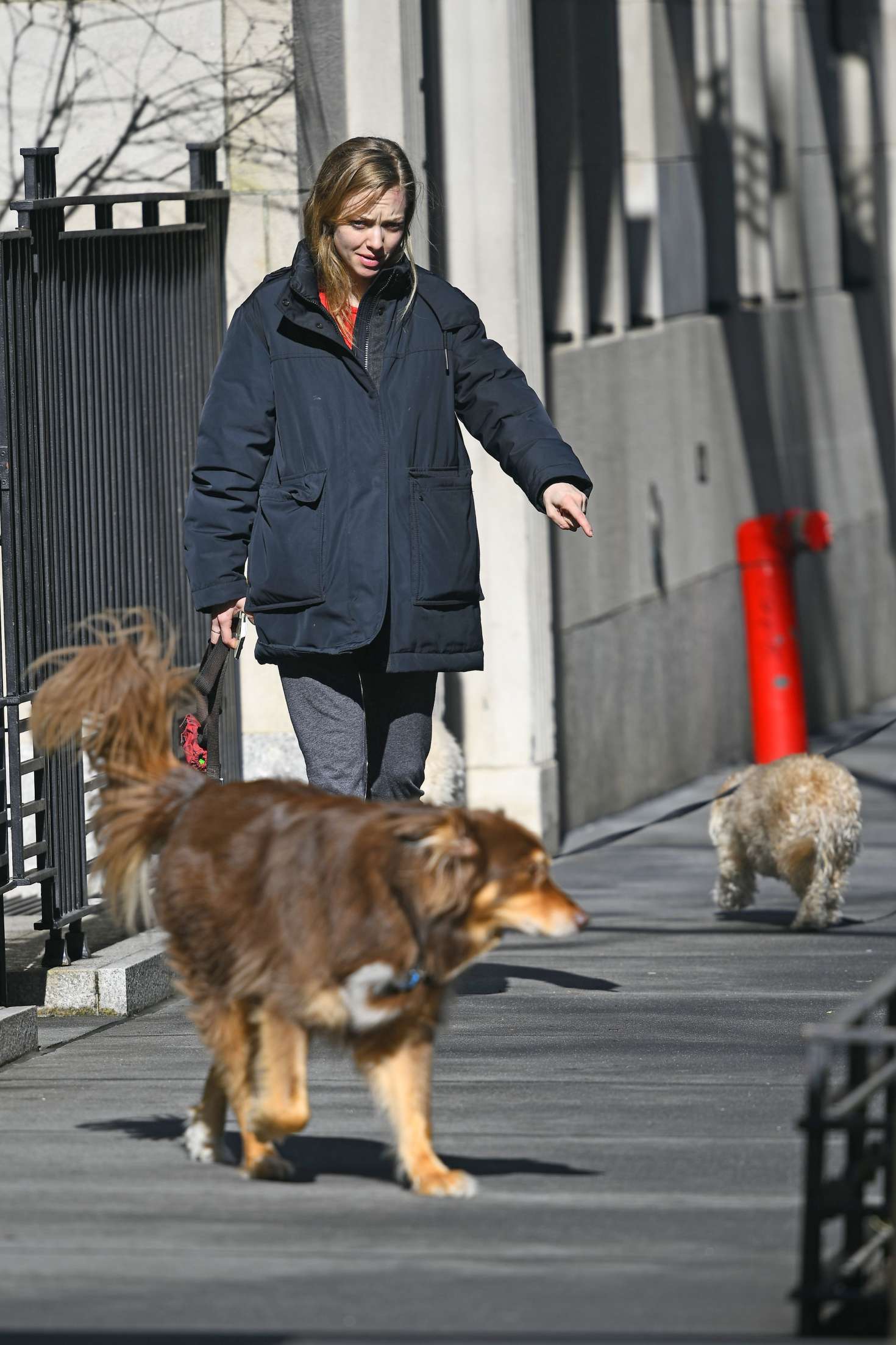Amanda Seyfried - Walks her dog in New York