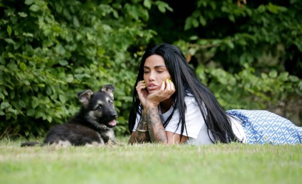 Katie Price - Spotted playing with her new puppy Tank in Horsham, Sussex
