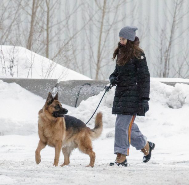 Shailene Woodley - Seen walking her dog in Montreal
