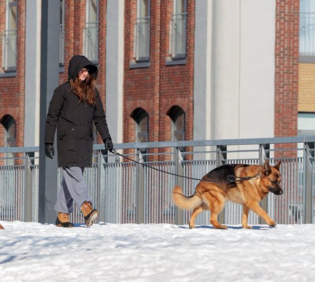 Shailene Woodley - Walking her dog in snowy Montreal